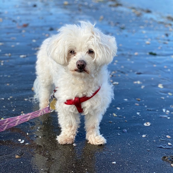 Meet your Posher, Chelsea - Picture 2 of 2